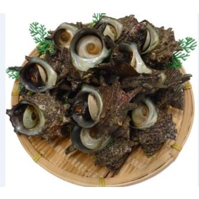 長崎産「活さざえ」4.6kg
