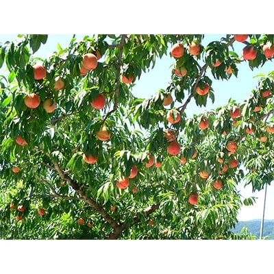 光センサー「桃」大玉 約2kg(6玉入り)
