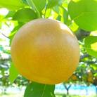 ＜土屋梨園＞千葉県産　梨【新高】　約3kg