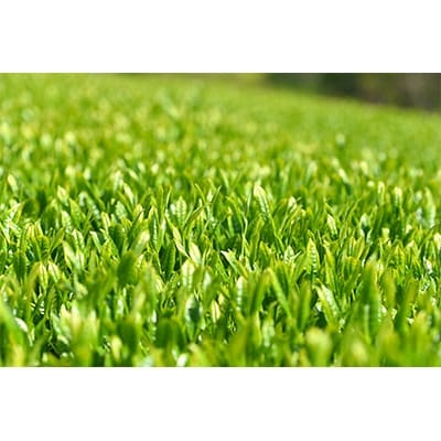 島田の逸品”深蒸し煎茶つゆひかり”100g×2袋、島田の逸品”黒大奴”15ヶ