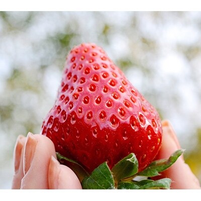 奈良で生まれた艶やかないちご　古都華　2パック