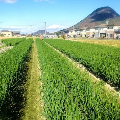 讃岐の細ネギと土佐の黄金生姜入り!薬味付き讃岐うどんセット【冬季】