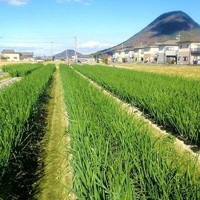 讃岐の細ネギと土佐の黄金生姜入り!薬味付き讃岐うどんセット【夏季】