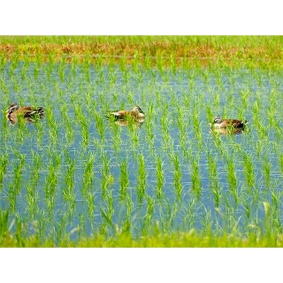 「2021年2月下旬発送」南魚沼産こしひかり　栽培期間中農薬を使用せず育てた米　精米5kg