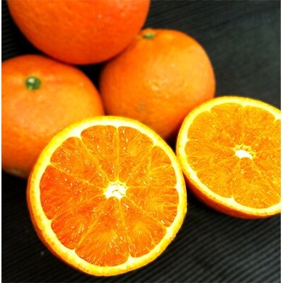 「南の島のオレンジ」屋久島たんかんスイーツ2種食べ比べセット(各21cm×1ホール)