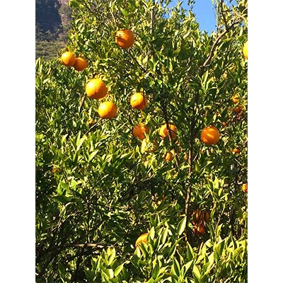 「南の島のオレンジ」屋久島たんかんスイーツ2種食べ比べセット(各21cm×1ホール)