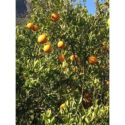 「南の島のオレンジ」屋久島たんかんジャム6個セット