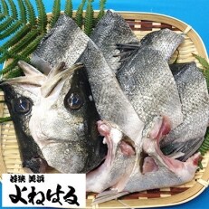 下処理済!生冷凍!だから人気!若狭湾の朝獲れ天然スズキ1kg(250g&times;4パック)