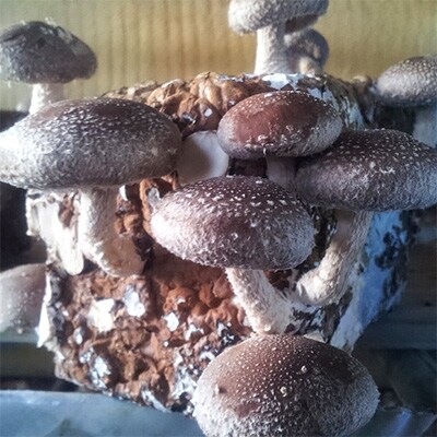 厳選 えぞまいたけ&生しいたけセット