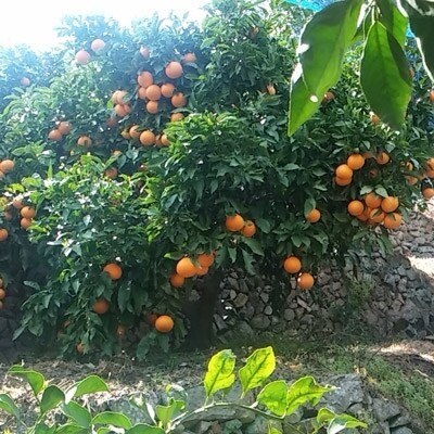 完熟清見オレンジ5kg (L・2Lサイズ混合)
