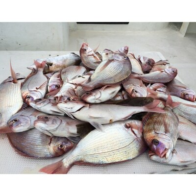 一つテンヤ マダイ釣りプラン乗船券(1名様)