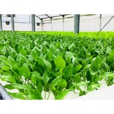 水耕栽培野菜セット.