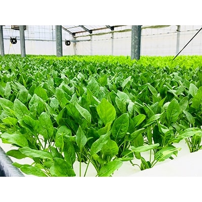 水耕栽培野菜セット お礼品詳細 ふるさと納税なら さとふる