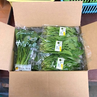 水耕栽培野菜セット.