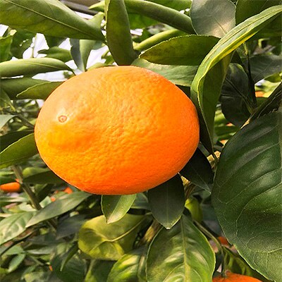 【佐賀県唐津市産】希少高級ミカン“ 唐味香 ”約3kg