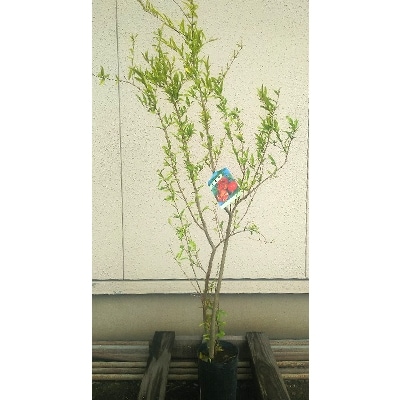 ザクロ　樹高約1m　12cmポット取扱説明書付き