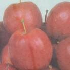 姫リンゴ♪(アルプス乙女)樹高約1m　12cmポット取扱説明書付き