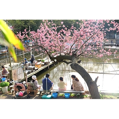 彩湖・道満グリーンパーク　道満河岸つり場　金魚つり場1日利用券2枚