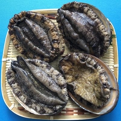 【金曜日発送】若狭湾の天然活黒アワビ　1kg【大サイズ】