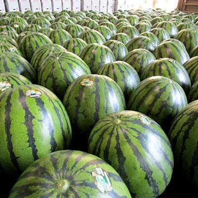うしく河童西瓜(2L×2玉)約15kg【A品】