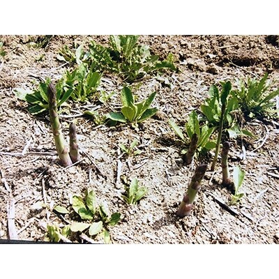 信州産露地アスパラ(特秀 Lサイズ以上)約1kg
