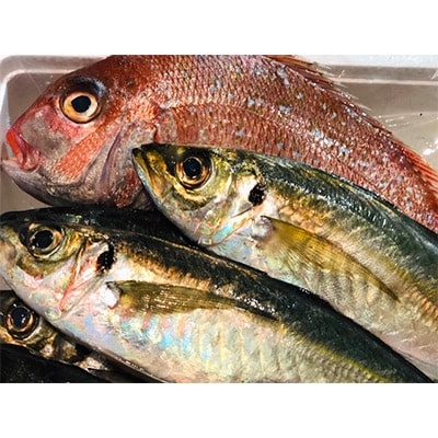 竹中水産の一押し「お手軽鮮魚」1キロ前後【C22-235】