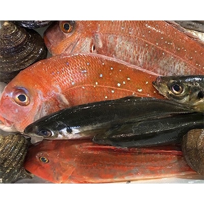 竹中水産の一押し「お手軽鮮魚2」2キロ前後【D22-236】