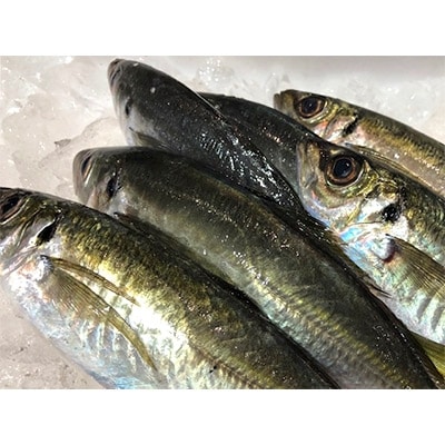 竹中水産の一本釣り真鯵!1キロ前後【C22-238】