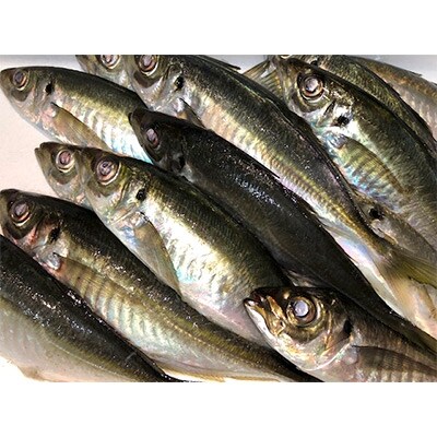 竹中水産の一本釣り真鯵!1.5キロ前後【D22-239】