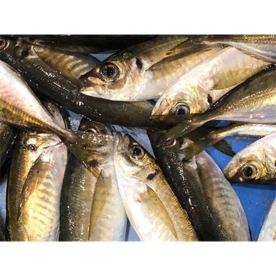 竹中水産の一本釣り真鯵!1.5キロ前後【D22-239】