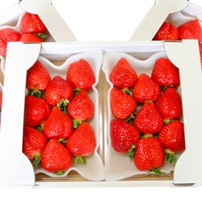 【完熟朝採れ】福岡県産ブランドいちご あまおう(320g×6パック)