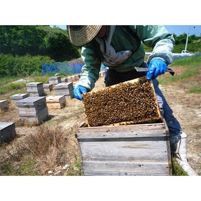 【2025年度新蜜】蜜柑蜂蜜 600g×1本
