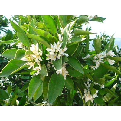 【2025年度新蜜】蜜柑蜂蜜 600g×1本