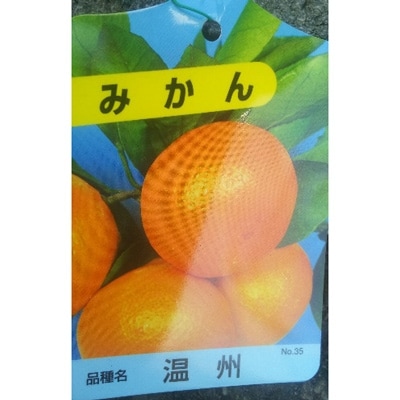 みかん　 樹高約80cm 取扱説明書付き