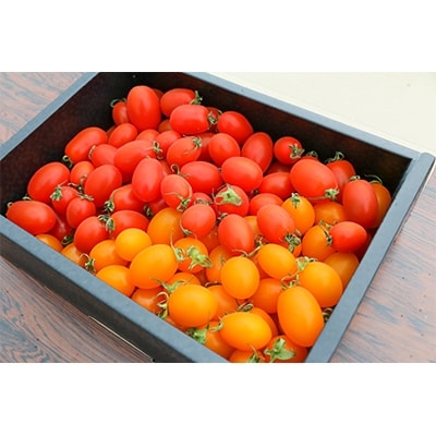 あまみ産おやつトマト「野生の証明」約1.5kg×1箱
