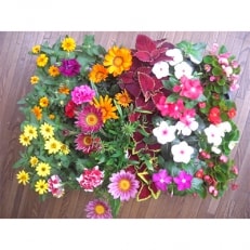 夏の花壇苗寄せ植え栽培セット | ふるさと納税のお礼品