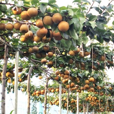 あきづき梨 3kg(約6個)/箱