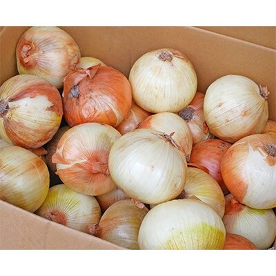 【令和6年産】大型農家が作る玉ねぎ　3Lサイズ以上　約10kg