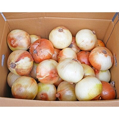 【令和6年産】大型農家が作る玉ねぎ　3Lサイズ以上　約10kg