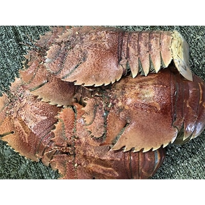 竹中水産の珍重される海老「うちわ海老」1.5キログラム前後!【H22-254】