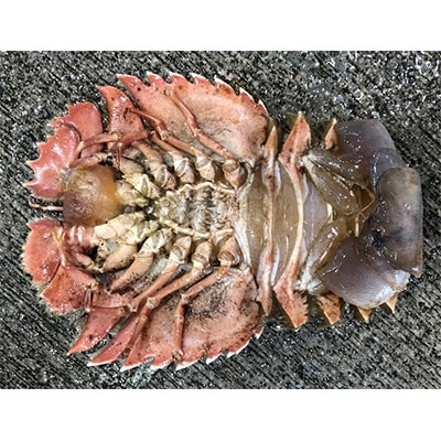 竹中水産の珍重される海老「うちわ海老」1.5キログラム前後!【H22-254】