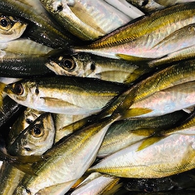 竹中水産の当地自慢の鮮魚2種「真鯵と天鯛」!約1キロセット!(宇和海産)【C22-255】