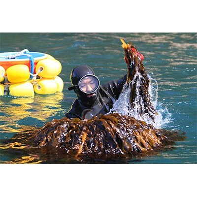 糸島の乾物 海藻 いとしま 海のサラダ 2袋【山下商店】