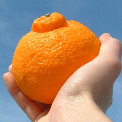 デコ不知火[約2.8kg]和歌山県有田産 春みかん(果実サイズおまかせ)