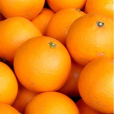 清見オレンジ[約5kg]和歌山県有田産春みかん(果実サイズおまかせ)
