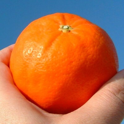 セミノールオレンジ[約5kg]和歌山県有田産春みかん(果実サイズおまかせ)