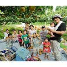 まるごと1本・梨の収穫オーナー【幸水 約150個】