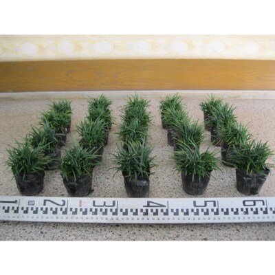 【産地直送】元気なタマリュウ(7.5pot)60本セット『約1.5平方メートル分』