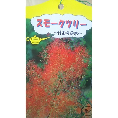 スモークツリー赤 けむりの木 樹高約1m 取扱説明書付き お礼品詳細 ふるさと納税なら さとふる