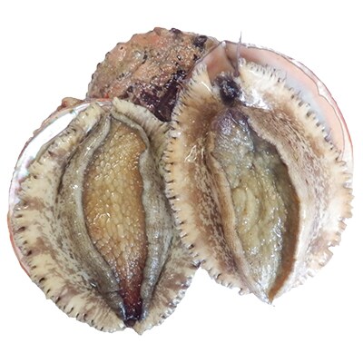 【伊豆漁協】地物　活アワビ　B